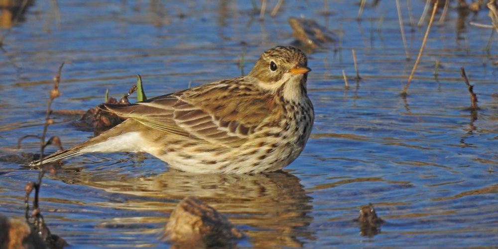 Meadow Pipit: Andalucia Bird Society’s ‘Bird of the Month’