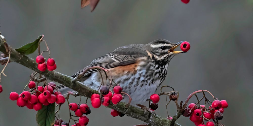 Redwing: Andalucia Bird Society’s ‘Bird of the Month’