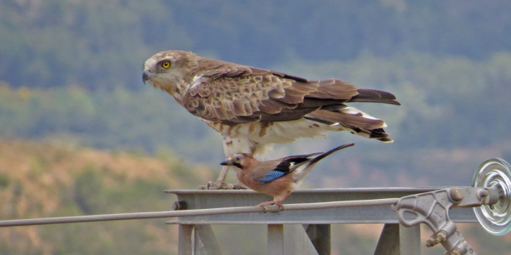 Short-toed Snake Eagle: Andalucia Bird Society’s ‘Bird of the Month’