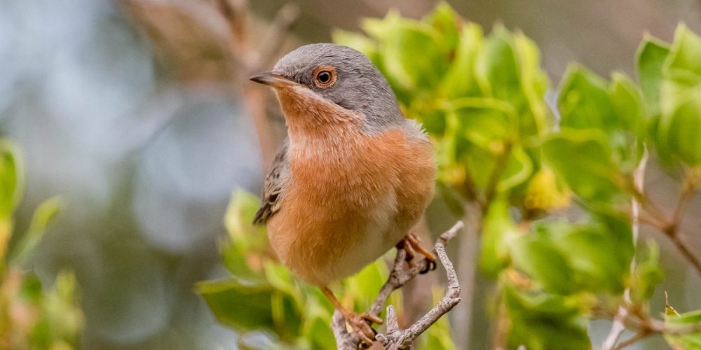 Subalpine Warbler: Andalucia Bird Society’s ‘Bird of the Month’