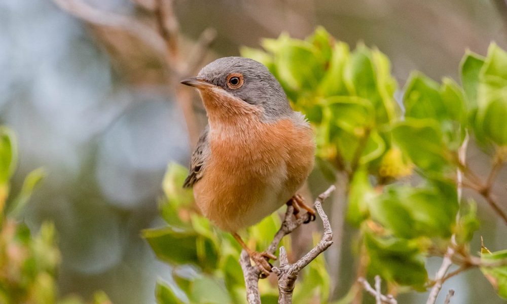 Subalpine Warbler: Andalucia Bird Society’s ‘Bird of the Month’