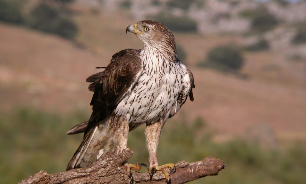 Bonelli’s Eagle: Andalucia Bird Society’s ‘Bird of the Month’