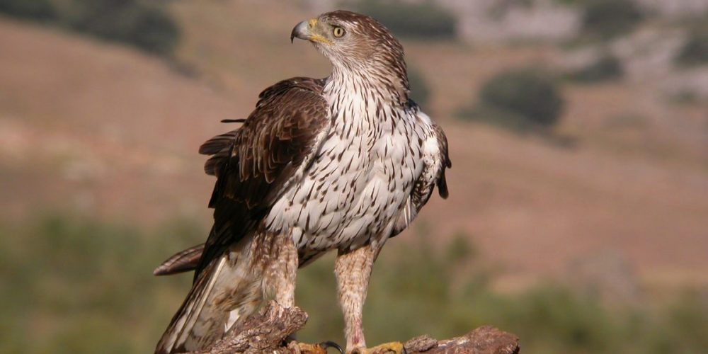 Bonelli’s Eagle: Andalucia Bird Society’s ‘Bird of the Month’
