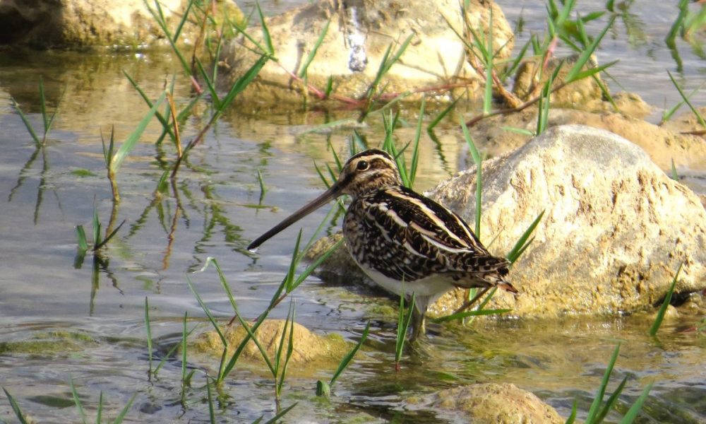 Common Snipe: Andalucia Bird Society’s ‘Bird of the Month’