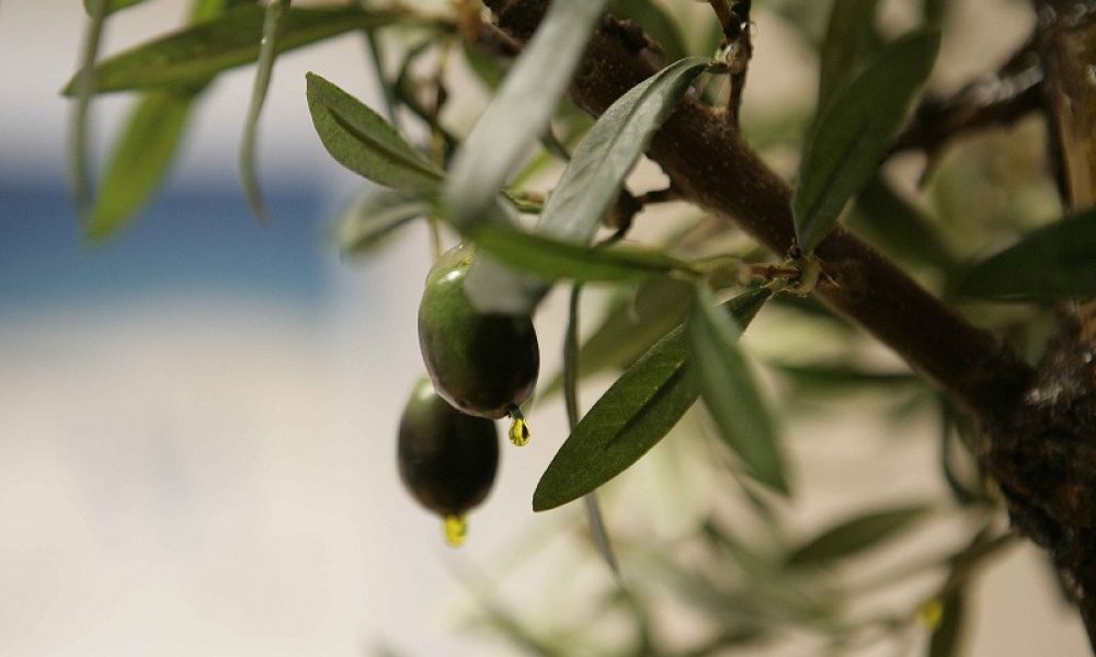 ‘Sabor a Málaga’ invierte la cuantía de los XIX premios a los mejores aceites de la provincia en compras directas a todas las almazaras participantes