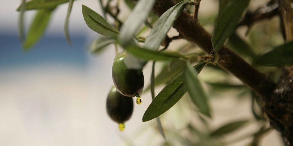 ‘Sabor a Málaga’ invierte la cuantía de los XIX premios a los mejores aceites de la provincia en compras directas a todas las almazaras participantes