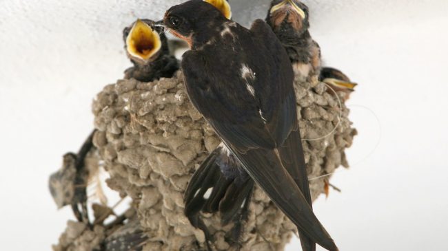 Barn Swallow: Andalucia Bird Society’s ‘Bird of the Month’