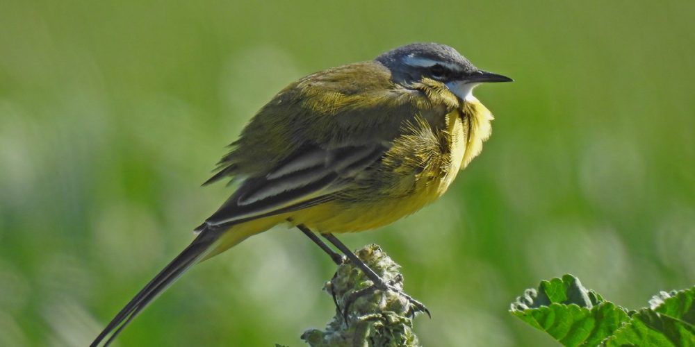 Yellow Wagtail: Andalucia Bird Society’s ‘Bird of the Month’