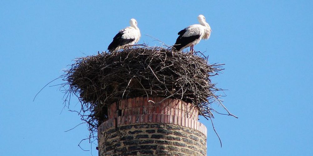 La Diputación de Málaga anima a los ciudadanos, mientras dura el confinamiento, a observar y conocer aves desde sus hogares