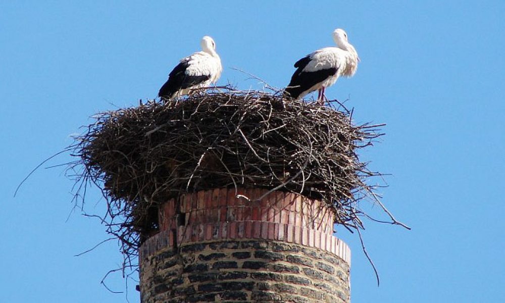 La Diputación de Málaga anima a los ciudadanos, mientras dura el confinamiento, a observar y conocer aves desde sus hogares