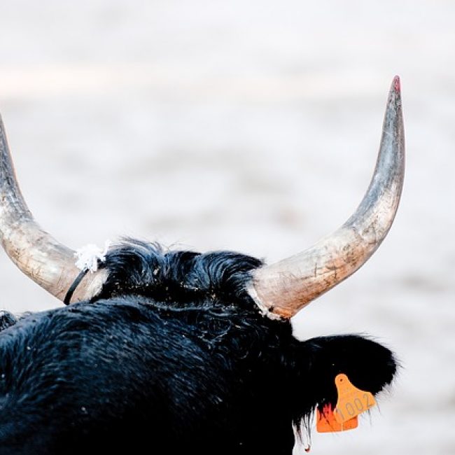 Bull run, Gaucín