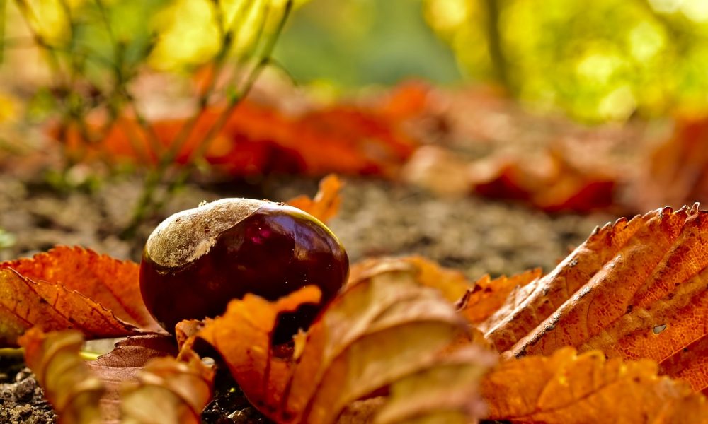 Autumn arrives in the Serranía de Ronda