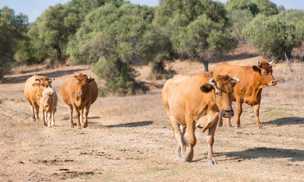 El presidente de la Junta de Andalucía reclamará las ayudas que el sector agroalimentario andaluz necesita tras los efectos del coronavirus