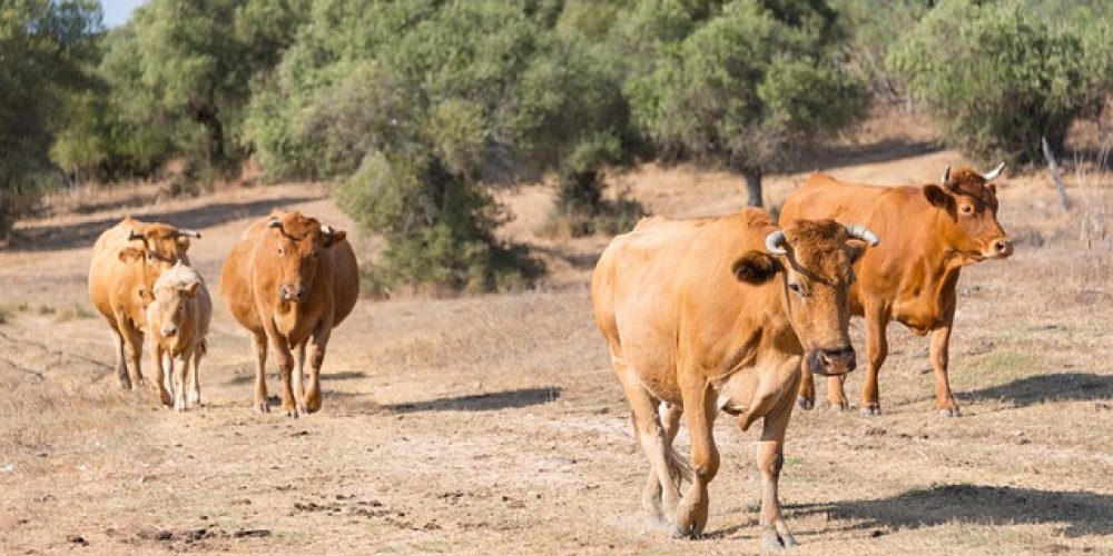 El presidente de la Junta de Andalucía reclamará las ayudas que el sector agroalimentario andaluz necesita tras los efectos del coronavirus