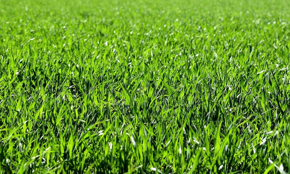 Spain… where the grass is greener – not!