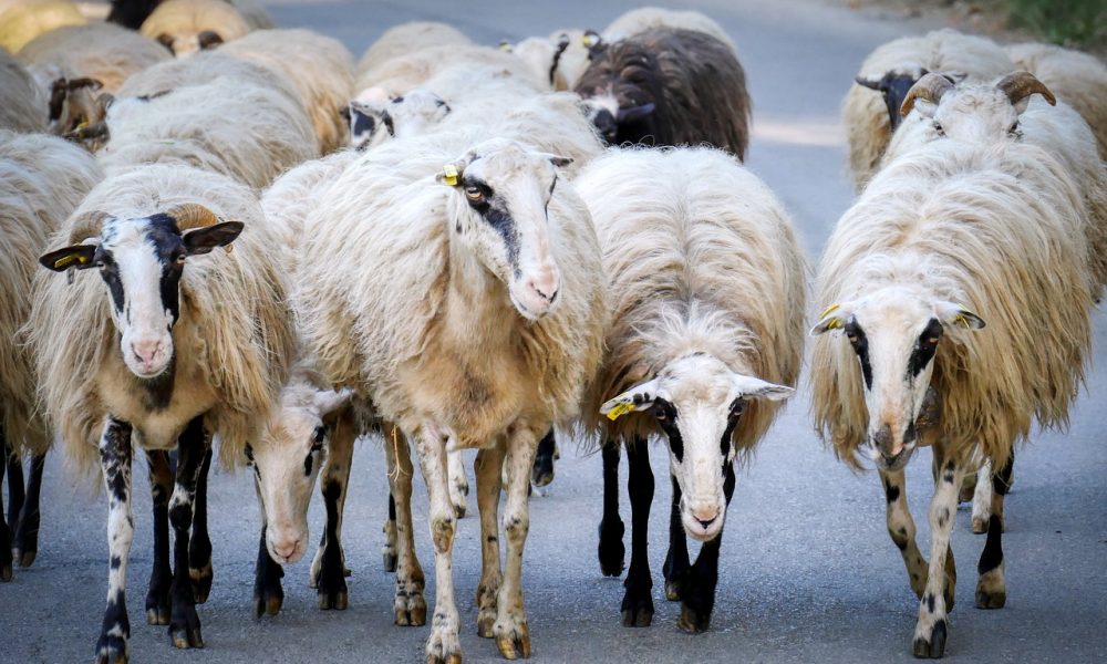 Road traffic hazards in the Serranía de Ronda